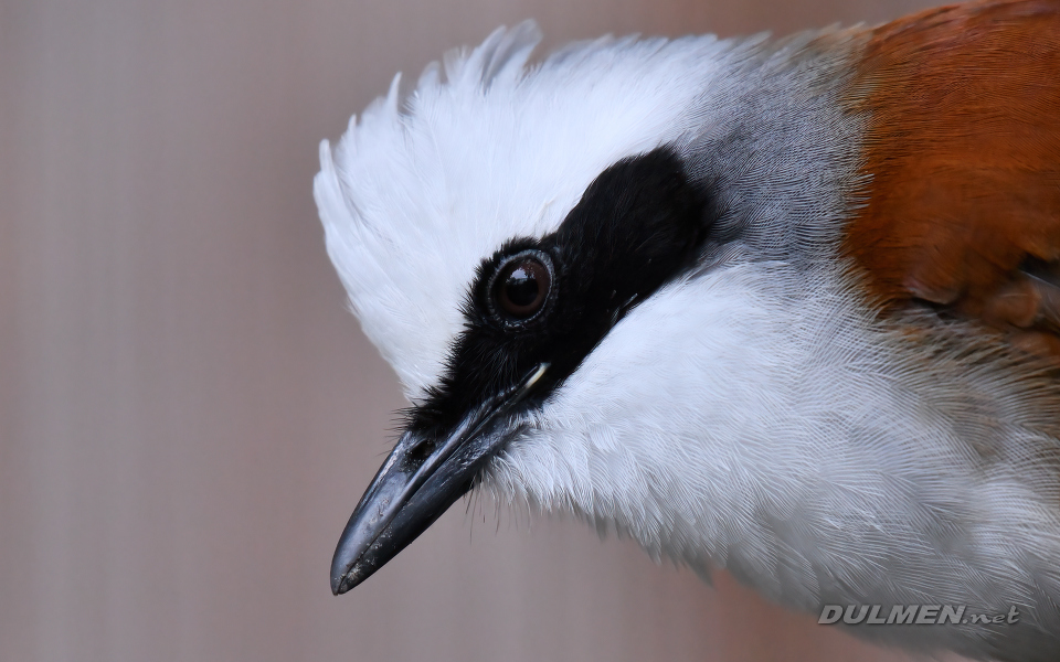 1 White-crested laughingthrush (Garrulax leucolophus)